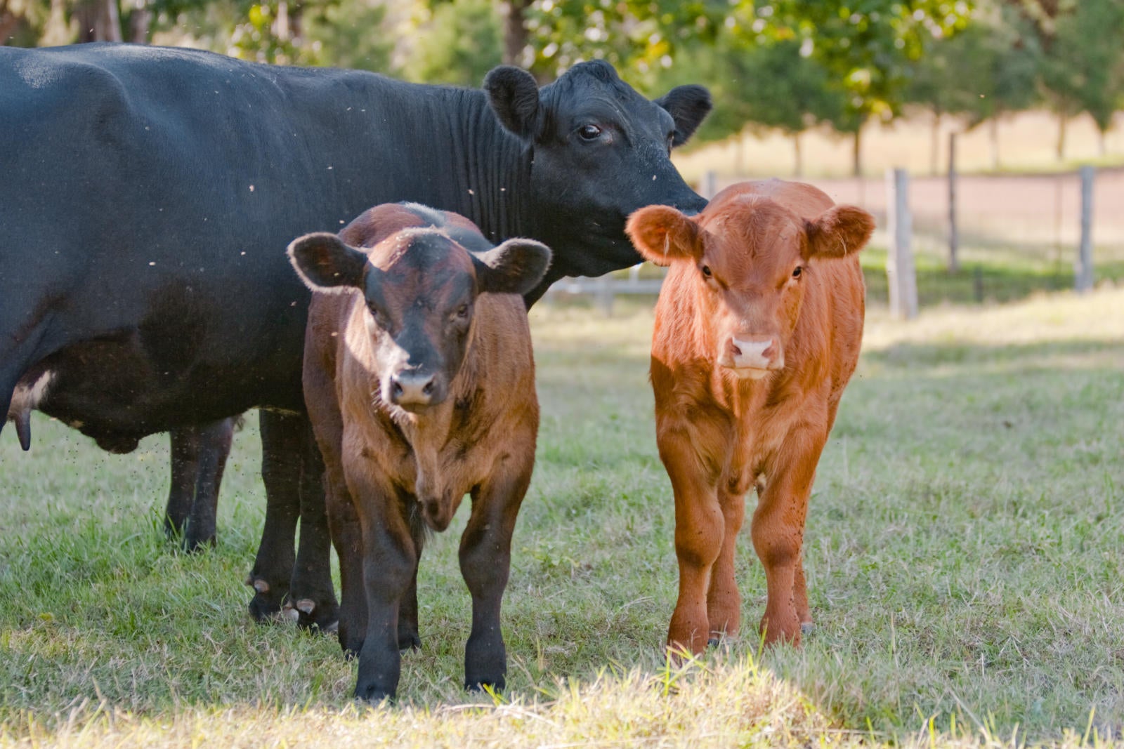 Cow Life Span